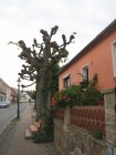 Haus mit Baum in Flecken Zechlin